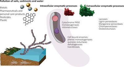 Role of fungi in bioremediation of emerging pollutants